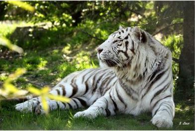 Activités 27 ledomainedesfauves animaux 2022 tigre blanc