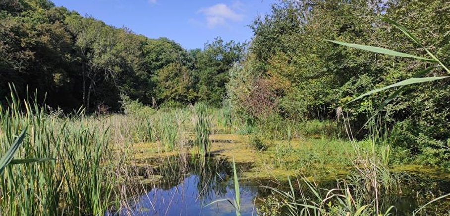 Activités 40 Réserve naturelle de l'étang de Grand-Lemps, à 23 minutes du camping Détente et Clapotis
